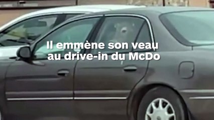 Il emmène son veau en voiture chez McDonald's