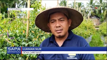 Lahan Tidur  Disewa Jadi Kebun Cabe Rawit
