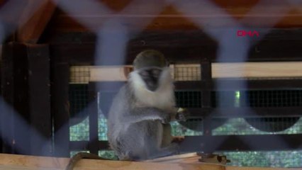 O hayvanat bahçesinden kaçan maymun yakalandı