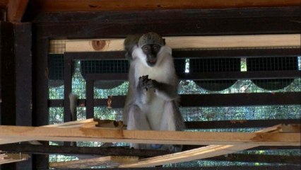 Aslandan korkup kaçan maymun yakalandı