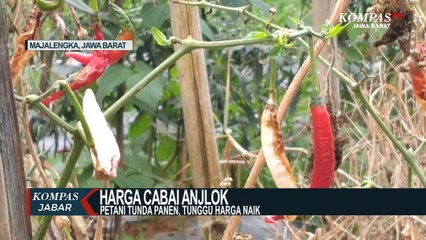 Harga Anjlok, Petani di Majalengka Membiarkan Cabainya Busuk