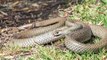 Radioactive Snakes Are Giving Researchers Insights Into the Fallout of the Fukushima Disaster Zone