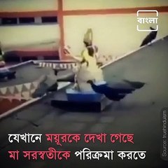 Watch A Beautiful Scene Of Devotion Where Peacocks Are Doing Parikrama