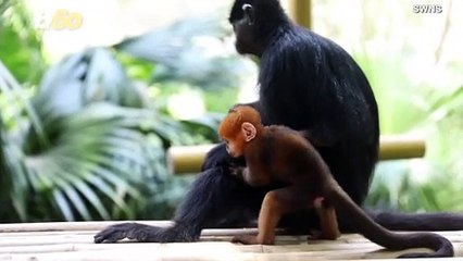 An Adorable Baby Francois' Leaf Monkey Made Her Public Debut in China