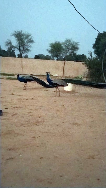Beautiful Peacock (मोर) || Beautiful Birds. #nature #beautifulpeacock #birds