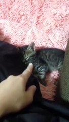 Kitten couldn't overcome sleepiness. 睡魔に負ける子猫