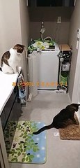 Cat looking at cat in front of bathroom. 浴室が気になる猫を気にする猫