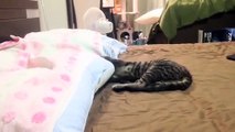 Kitten rampaging on the bed. ベッドの上で暴れる新入猫