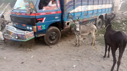 donkeys metting at first time