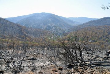 MERSİN'DEKİ ORMAN YANGINLARININ ZARARI 27 MİLYON 509 BİN TL