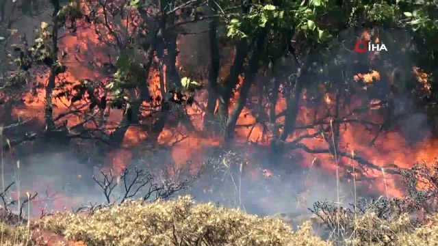 Bingöl’deki orman yangına 100 kişilik ekip müdahale ediyor