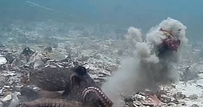 Les femelles pieuvres jettent des coquillages, de la vase et des algues aux mâles qui les harcèlent