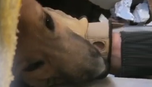 Torino - Crollo palazzina, salvato il cane Ettore dopo 30 ore da esplosione (30.08.21)