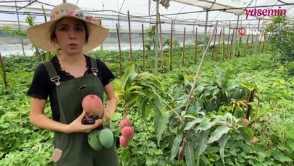 Kilosunu 35-40 liradan satıyor! Maliye bölümü mezunu, mango üretiyor...