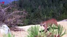Mom Punches Mountain Lion To Save Son’s Life
