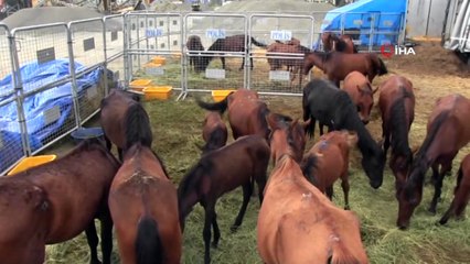 Hopa’da ölüme terk edilen atlar korumaya alındı, sahibine 84 bin 500 lira para cezası kesildi