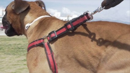 How Fast Can Dogs Actually Run?