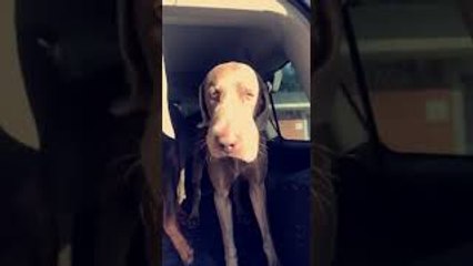 Car Full of Pooches With Swollen Snoots