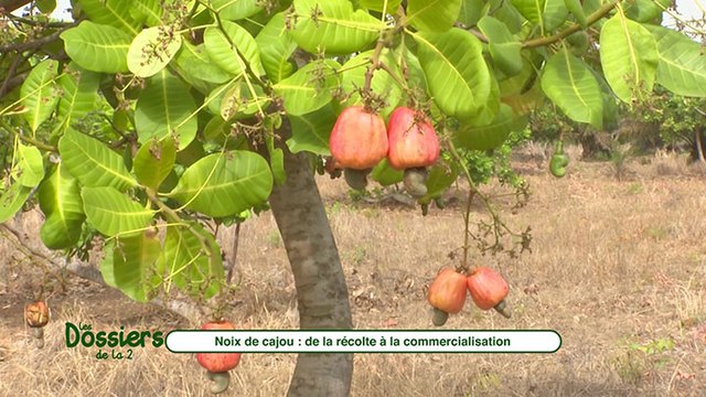 Noix de cajou : Quel processus de la récolte à la commercialisation ?