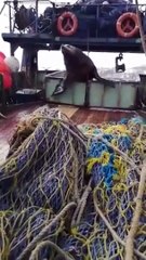 Скачать видео: Un lion de mer vient voler du poisson sur un bateau de pêche... meme pas peur