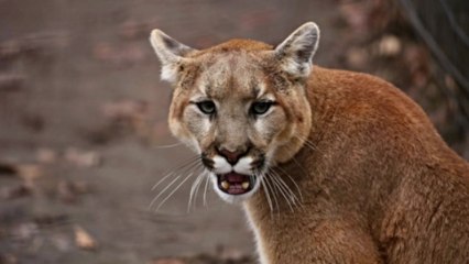 5살 아들 물고 간 퓨마 맨주먹으로 물리친 미국 엄마 화제 / YTN