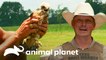 Guardian rescata halcón con arriesgada maniobra | Guardianes de Texas | Animal Planet