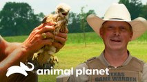 Guardian rescata halcón con arriesgada maniobra | Guardianes de Texas | Animal Planet