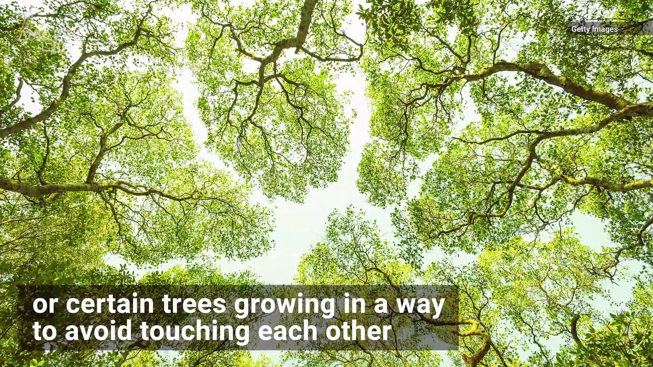 Have Trees Always Practiced Social Distancing and Avoid Touching One Another?