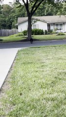 Robbie the Blind Dog Crosses Street to See Friend