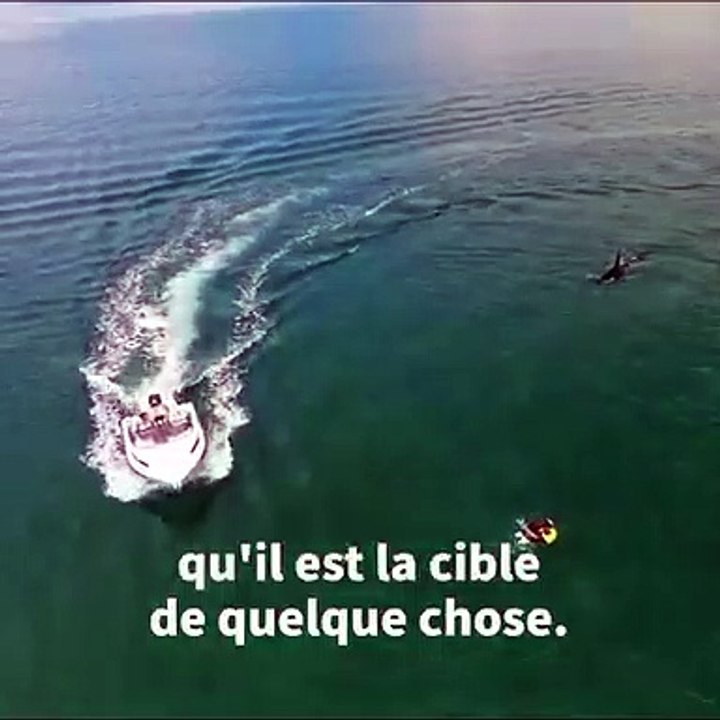Un surfeur fait une rencontre dont il se serait bien passé