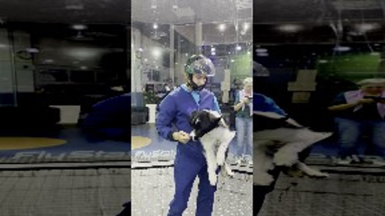 Doggy Trains for Indoor Skydiving