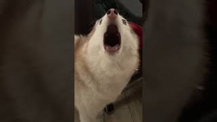 Husky Screams When She Can't Catch Fly on Ceiling