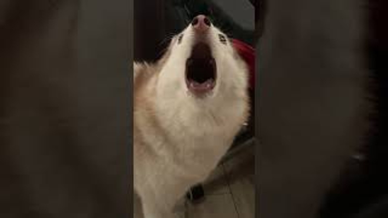 Husky Screams When She Can't Catch Fly on Ceiling