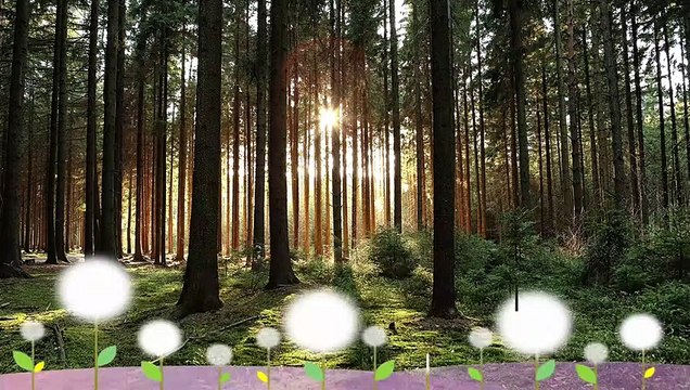 4K Canada Walk - Sylvan Lake Park Part 2 / Sylvan Lake, Alberta, CA