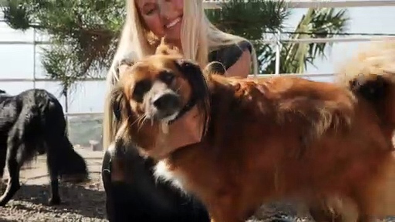 pet dogs