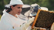 Angelina Jolie Shows Us the Art of Beekeeping