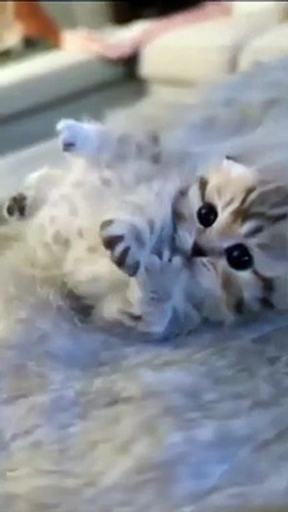 very cute cat