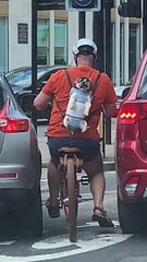 Dog with Hat and Sunglasses Rides on Back