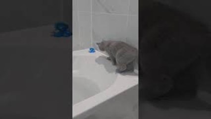 Lilah the Cat Falling in the Bath