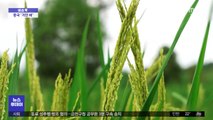 [이슈톡] 중국서 높이 2m '거인 벼' 재배