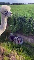 Farm Dog and Alpaca Are Two Peas in A Pod