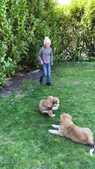 Surprising Kiddos with Puppy's Brother