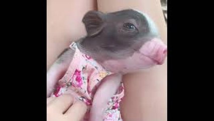 Potbellied Pig Reacts to Getting Belly Touched