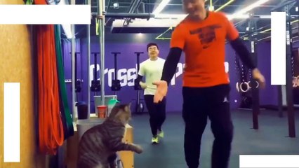 amazing crazy cat moment