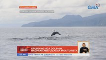 Grupo ng mga dolphin, nagpakitang-gilas sa mga turista | UB