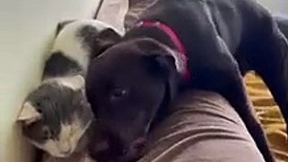 Funny| Dog rudely waking up his cat friend