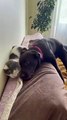 Funny| Dog rudely waking up his cat friend