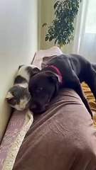 Funny| Dog rudely waking up his cat friend