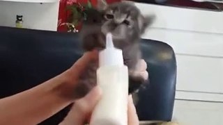 Cute | New born kitten is extra hungry