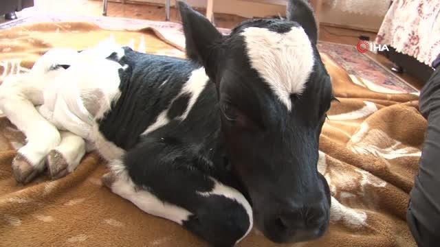 Prematüre doğan buzağını evine aldı, biberonla besleyip altını bezledi